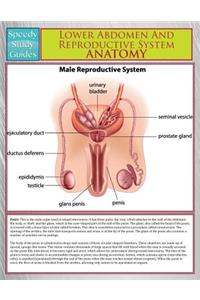 Lower Abdomen And Reproductive System Anatomy (Speedy Study Guide)