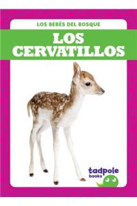Los Cervatillos (Deer Fawns)