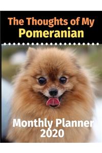 The Thoughts of My Pomeranian