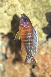 Aulonocara Jacobfreibergi Africa Cichlid Journal