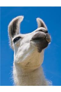 Llama Portrait Notebook