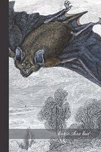 Horse shoe Bat