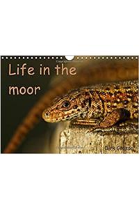 Life in the Moor / UK-Version 2017