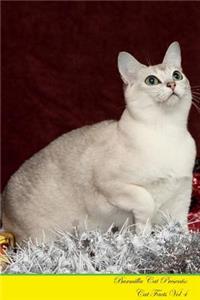 Burmilla Cat Presents