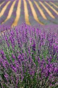 Lavender Field in Provence France Journal