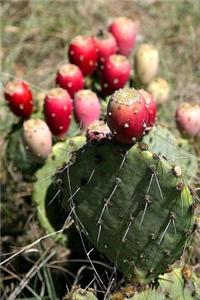 Prickly Pear Cactus Plant in Texas Journal