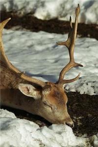 Sleeping Deer Journal