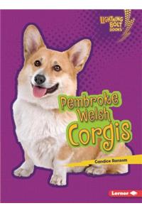 Pembroke Welsh Corgis