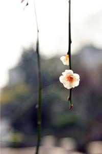 Wintersweet (Chimonanthus praecox) in Bloom Flowering Plant Journal