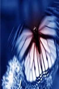 Journal Butterfly Blue Background