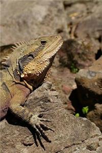 Reptiles