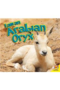 Arabian Oryx