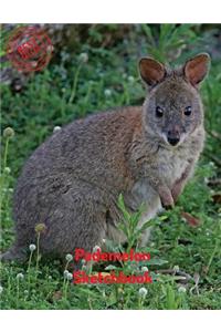Pademelon Sketchbook