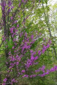 2019 Daily Planner Early Spring Lilac Branches 384 Pages