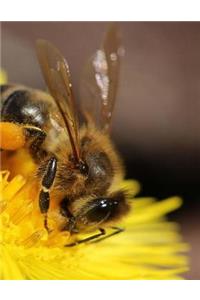 Bee Bees Apiary Apiarist Beekeeping