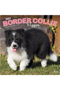 Border Collie Puppies 2021 Square