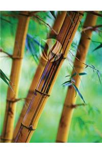 Bamboo Forest Grid Sketchbook