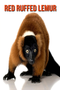 Red Ruffed Lemur