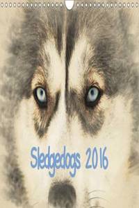Sledgedogs 2016 / UK-Version 2016