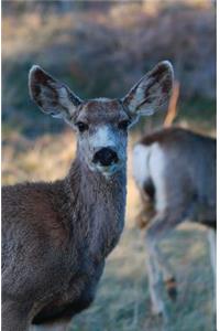 Kid's Petite Deer Journal