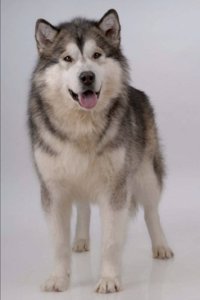 Alaskan Malamute: Artified Pets Dog Journal/Notebook/Diary
