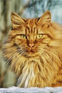 Fantastic Long-Haired Golden Orange Cat in the Sunshine Journal