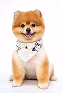 My Dog Notebook