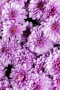 An Abundance of Pink Chrysanthemums Journal