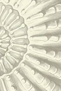 Ammonite notebook