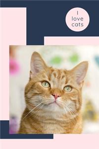 I love cats