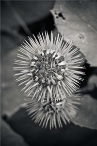 Thistle Flowers in Black and White Journal