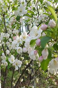 Springtime 2019 Weekly Planner Flowering Tree Branches 134 Pages