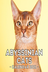 Abyssinian Cats