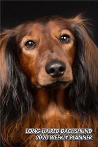 Long-Haired Dachshund 2020 Weekly Planner