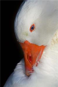 Close-up Portrait of a Goose Animal Journal