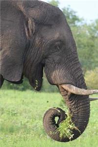 A Gray African Elephants with Tusks Journal