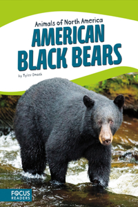 American Black Bears