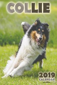 Collie 2019 Calendar (UK Edition)