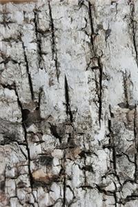 2020 Weekly Planner Tree Bark Dry Cracked Photo 134 Pages
