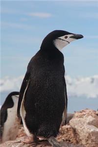 The Chinstrap Penguin Journal