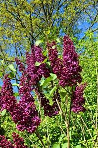 Common Lilac in a Meadow Journal