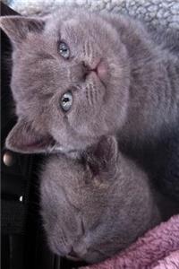 Kitten Notebook