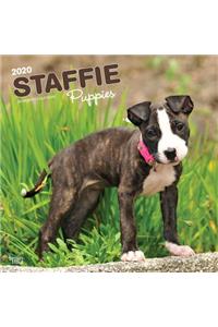 Staffordshire Bull Terrier Puppies 2020 Square Btuk