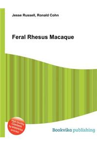 Feral Rhesus Macaque