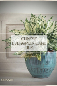 Chinese Evergreen Care Tips