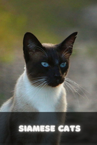 Siamese Cats