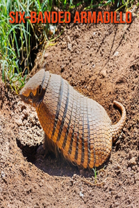 Six-Banded Armadillo