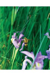 Large Wild Blue Iris Journal