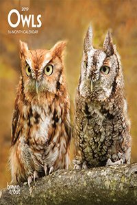 Owls 2019 Mini Wall Calendar