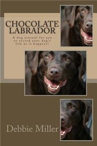 Chocolate Labrador